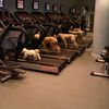 Dogs Hogging Treadmills At The Gym